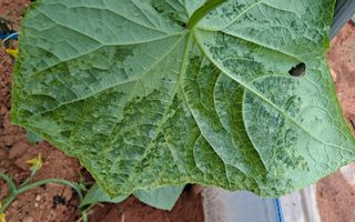 귀농 4년/지성훈님의 토마토 · 병해충상담 작성글 사진