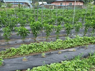 최 태운님의 고추 · 영농일지 작성글 사진