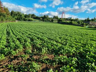 전병선님의 콩 · 병해충상담 작성글 사진