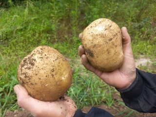 고추꽃님의 감자 · 자유게시판 작성글 사진