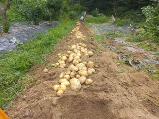 고추꽃님의 감자 · 자유게시판 작성글 사진