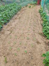 팜모닝 들깨·영농일지 게시글 이미지