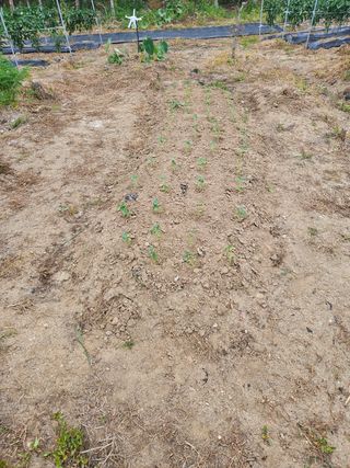 필사과농원님의 들깨 · 영농일지 작성글 사진