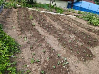 필사과농원님의 들깨 · 영농일지 작성글 사진