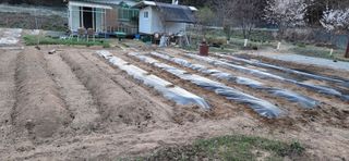 송청님의 기타작물 · 병해충상담 작성글 사진