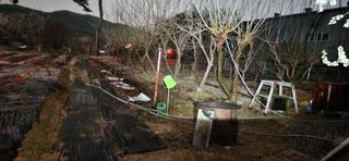 송청님의 기타작물 · 병해충상담 작성글 사진