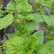 한학규 님의 기타작물 · 병해충상담 작성글 사진