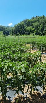 팜모닝 고추·일상 게시글 이미지