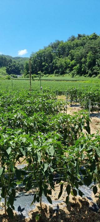알 수 없음님의 고추 · 일상 작성글 사진