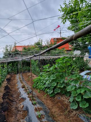 김 기 동님의 벼 · 영농일지 작성글 사진