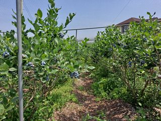 무지개블루베리농장 님의 블루베리 · 자유게시판 작성글 사진