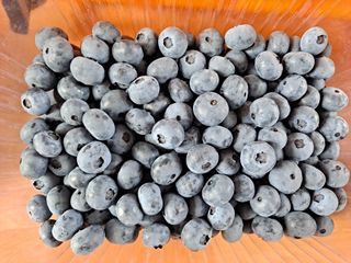 무지개블루베리농장 님의 블루베리 · 자유게시판 작성글 사진