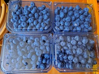 무지개블루베리농장 님의 블루베리 · 자유게시판 작성글 사진