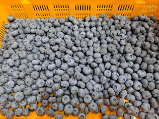 무지개블루베리농장 님의 블루베리 · 자유게시판 작성글 사진