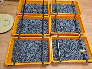 무지개블루베리농장 님의 블루베리 · 자유게시판 작성글 사진