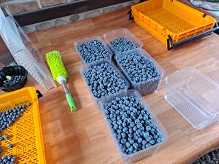 무지개블루베리농장 님의 블루베리 · 자유게시판 작성글 사진