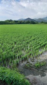 팜모닝 벼·자유게시판 게시글 이미지