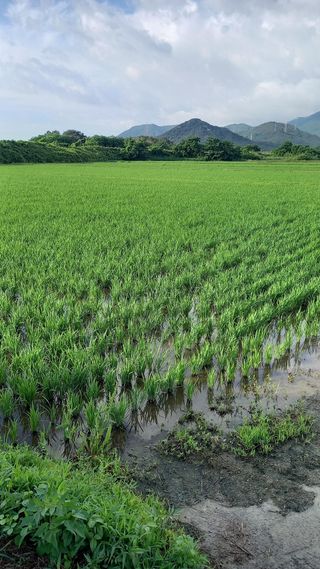 이삼우님의 벼 · 자유게시판 작성글 사진