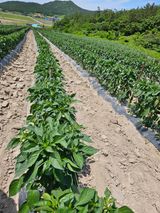 팜모닝 장마 대비 어떻게 하셨나요?·참여 게시글 이미지