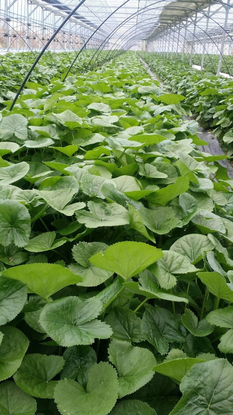 병풍취산채농원님의 장터 판매 상품 [곰취 잔대 산마늘 눈개승마등] 첨부 사진