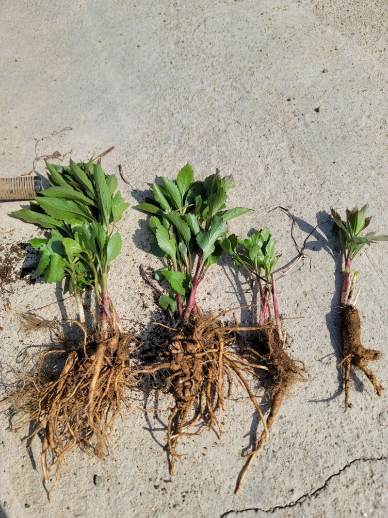 병풍취산채농원님의 장터 판매 상품 [곰취 잔대 산마늘 눈개승마등] 첨부 사진
