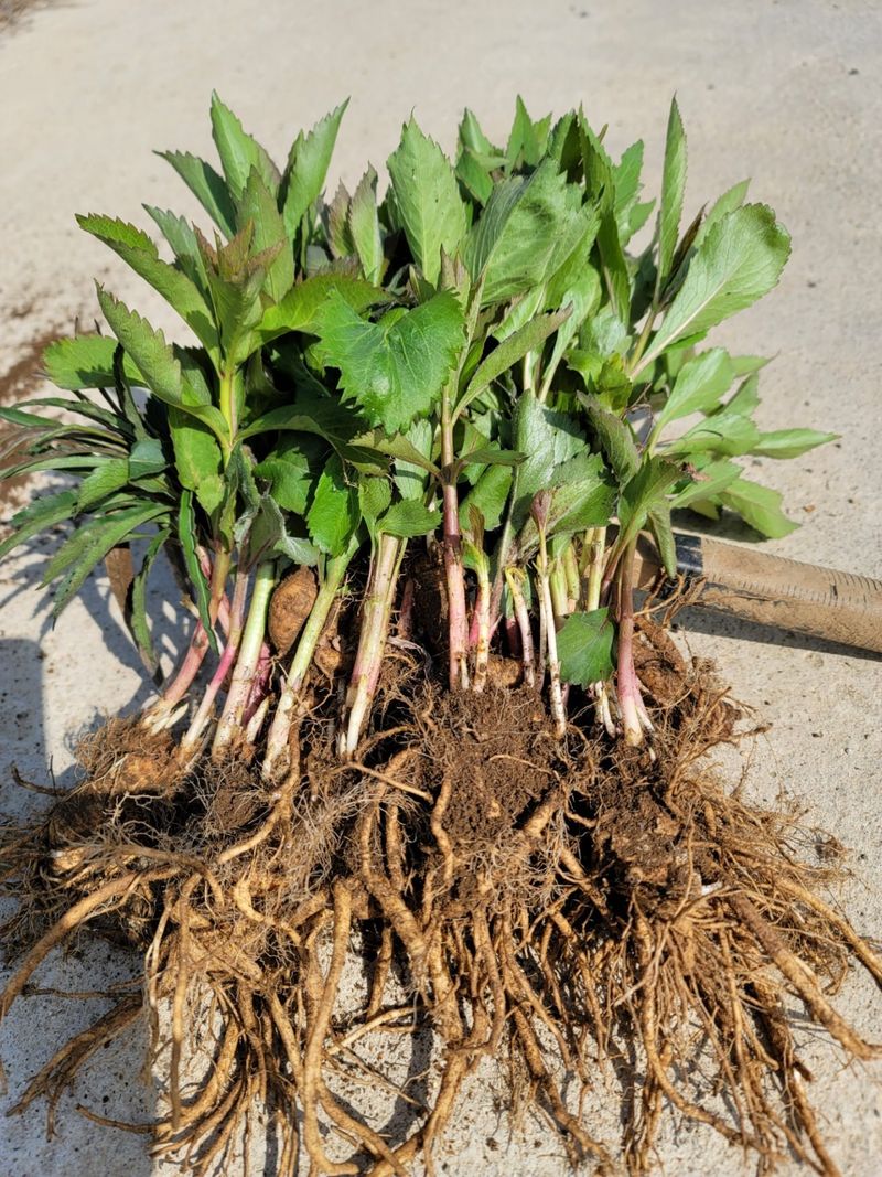 병풍취산채농원님의 장터 판매 상품 [곰취 잔대 산마늘 눈개승마등] 첨부 사진