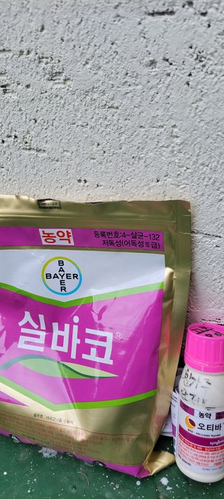 권세택 님의 오이 · 자유게시판 작성글 사진