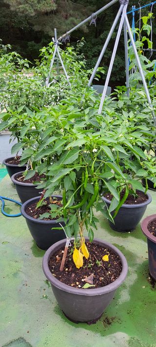 권세택 님의 오이 · 자유게시판 작성글 사진