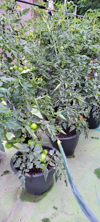 권세택 님의 오이 · 자유게시판 작성글 사진