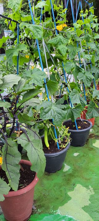 권세택 님의 오이 · 자유게시판 작성글 사진