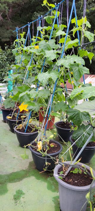 권세택 님의 오이 · 자유게시판 작성글 사진