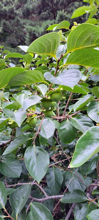 권세택 님의 감 · 자유게시판 작성글 사진