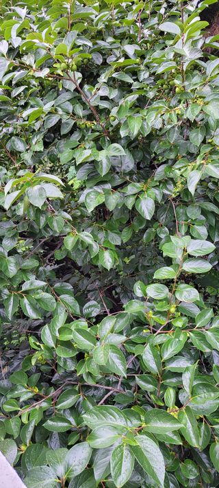 권세택 님의 감 · 자유게시판 작성글 사진