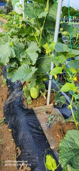 팜모닝 자유주제·자유게시판 게시글 이미지