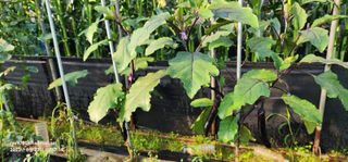 김정임님의 자유주제 · 자유게시판 작성글 사진