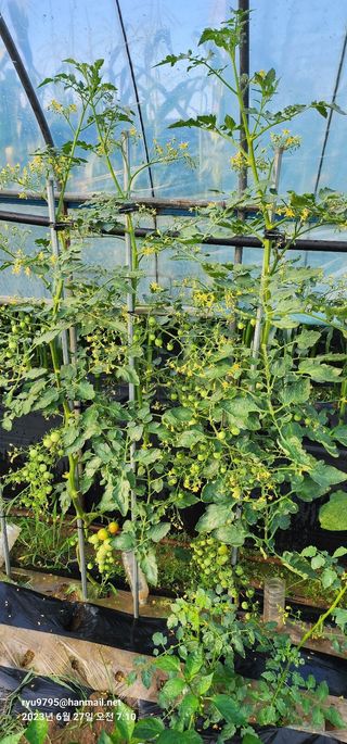 김정임님의 자유주제 · 자유게시판 작성글 사진