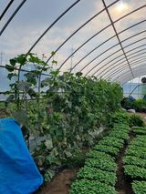 팜모닝 오이·자유게시판 게시글 이미지