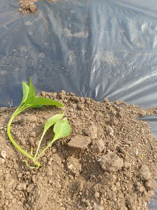 써니정원맘님의 고추 · 병해충상담 작성글 사진