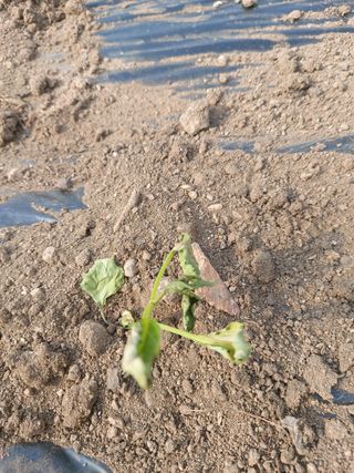 써니정원맘님의 고추 · 병해충상담 작성글 사진