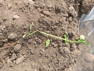 써니정원맘님의 고추 · 병해충상담 작성글 사진