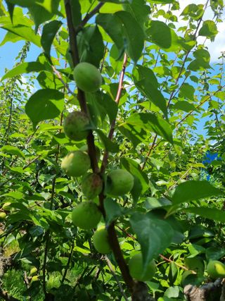 황매실님의 매실 · 자유게시판 작성글 사진