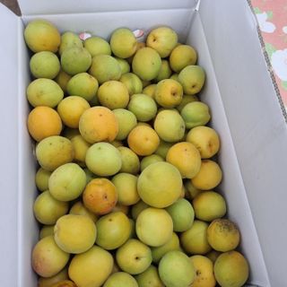 황매실님의 매실 · 자유게시판 작성글 사진