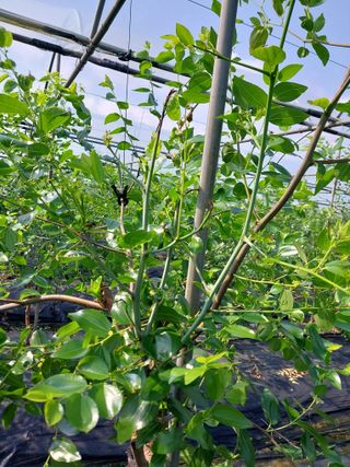 좋은들님의 기타작물 · 병해충상담 작성글 사진