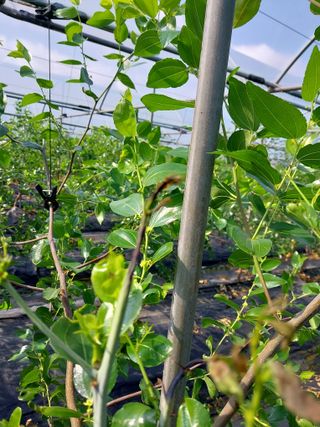 좋은들님의 기타작물 · 병해충상담 작성글 사진