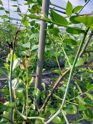 좋은들님의 기타작물 · 병해충상담 작성글 사진