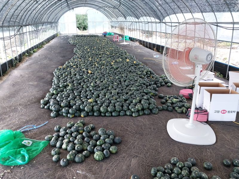 장터 상품 [단호박10kkg] 썸네일