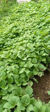 팜모닝 자유주제·자유게시판 게시글 이미지