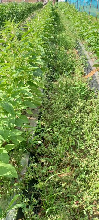 고병길님의 자유주제 · 자유게시판 작성글 사진