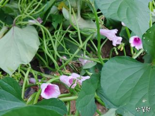 안길원님의 자유주제 · 자유게시판 작성글 사진