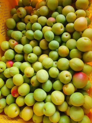 두릅나무17730님의 사과 · 영농일지 작성글 사진